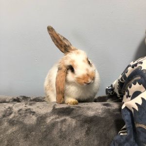 Meet your Posher, Grace